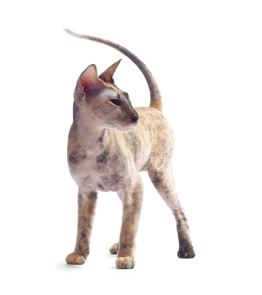 Kuvapankin valokuvat: Sphynx cat standing, tekijänoikeusvapaat kuvat:  Sphynx cat standing - Sivu 2 | Depositphotos