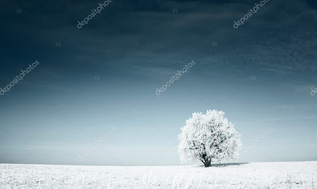 Frozen tree covered with snow