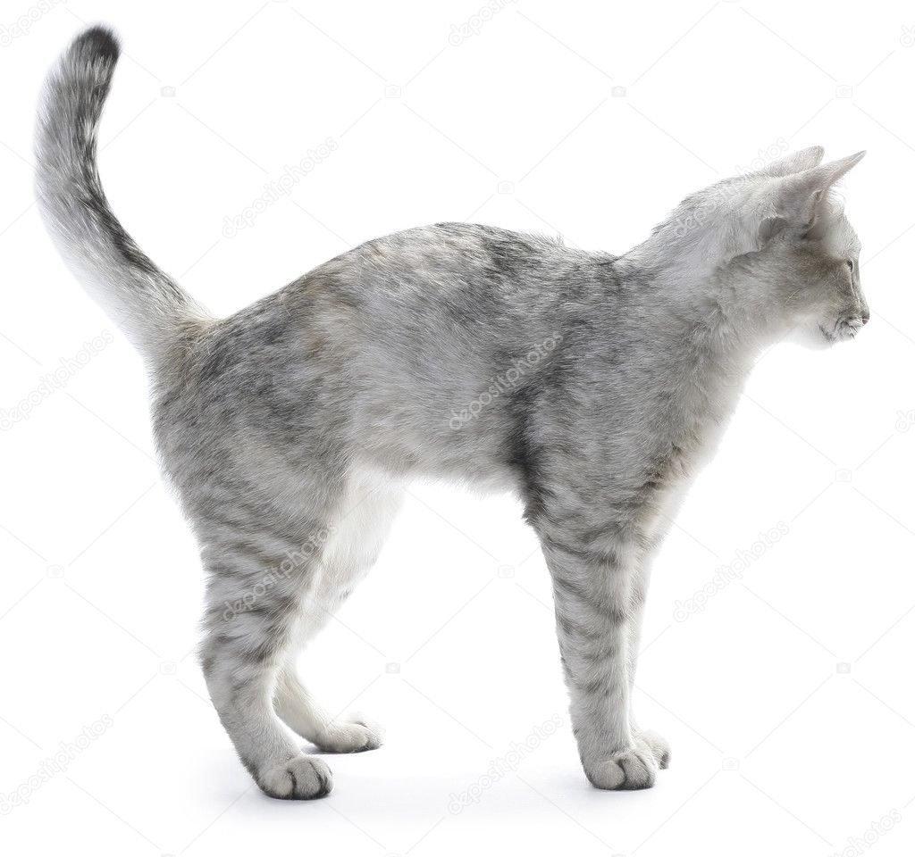 Cat over white background
