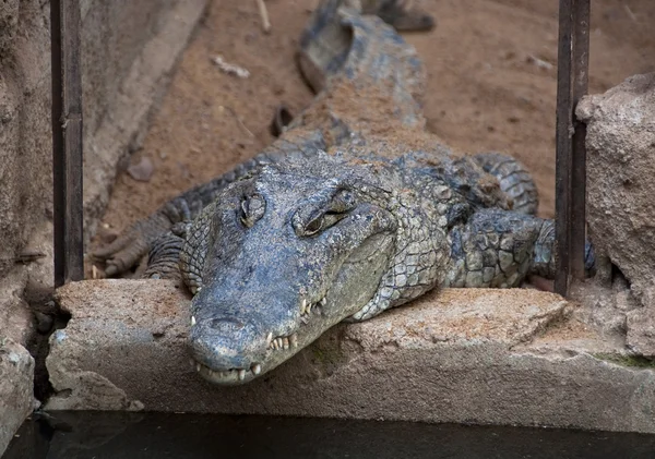 A crocodile — Stock Photo, Image