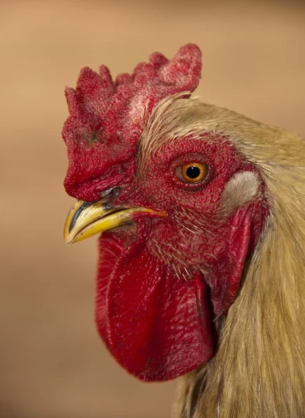 A rooster — Stock Photo, Image
