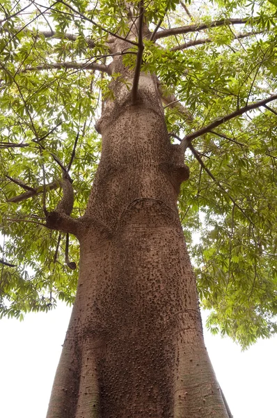 Strom s trny — Stock fotografie