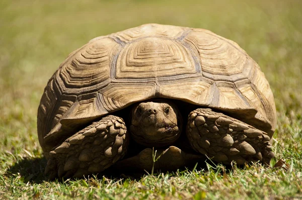 stock image A turtle