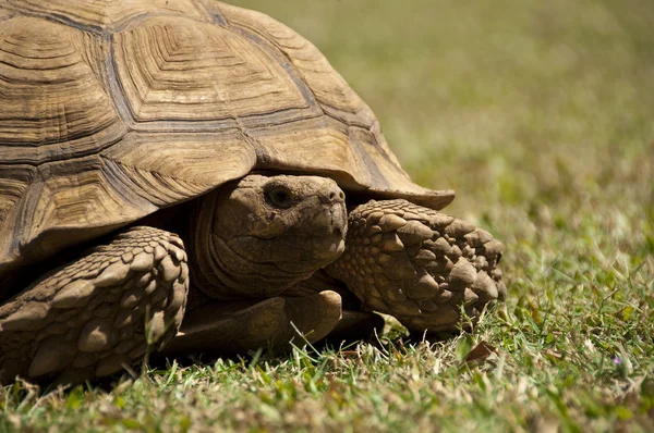 stock image A turtle