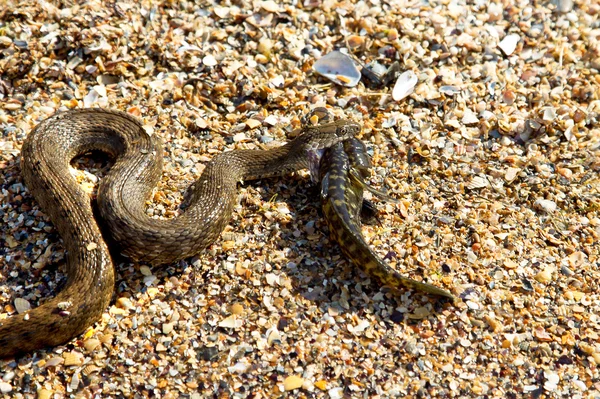 Cobra de água pegou o peixe e comê-lo — Fotografia de Stock
