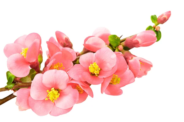 stock image Gentle pink flowers, isolated on white background