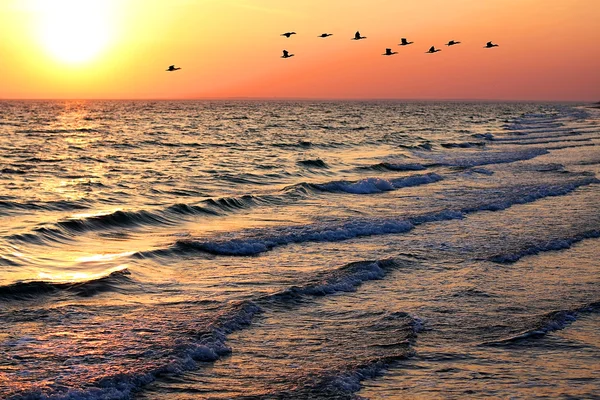 Seascape z drelich na zachodzie słońca — Zdjęcie stockowe