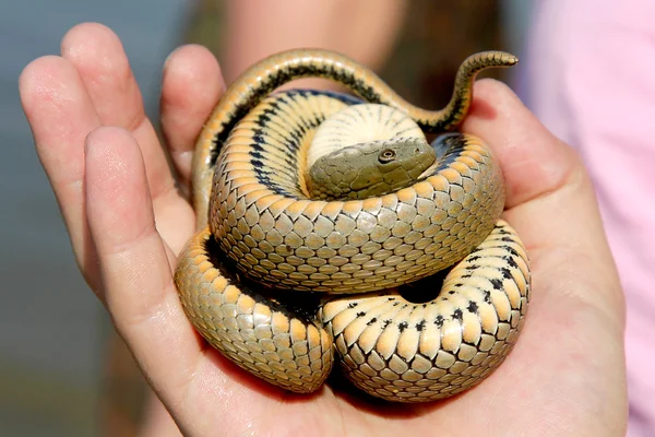 En närbild av en orm kröp in en boll i handen — Stockfoto