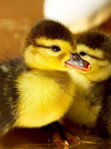 Petit canard jaune éclos à partir d'œufs — Photo