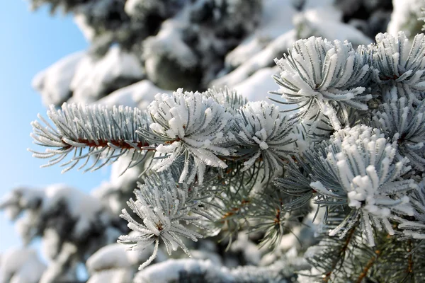 Gran gren med snö närbild — Stockfoto
