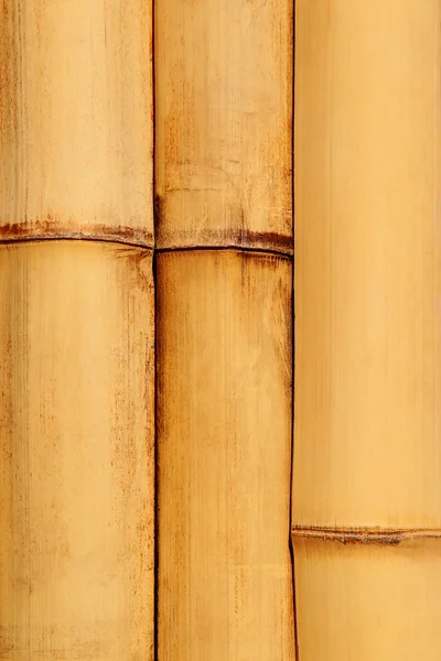 Природні докладні бамбука — стокове фото