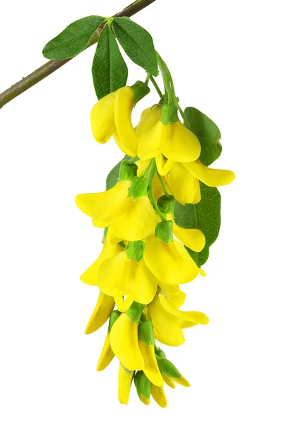 Der Zweig der gelben Akazie — Stockfoto