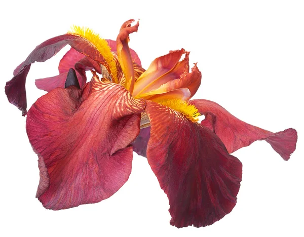 Burgundy Flower Iris Isolated — Stock Photo, Image
