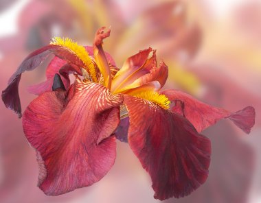 Bordo çiçek iris