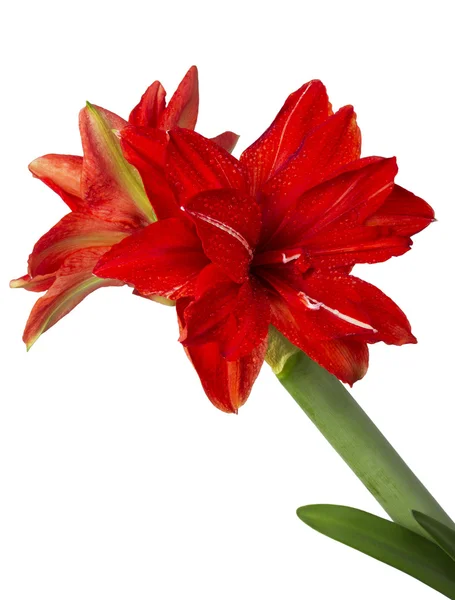 Flor de lirio rojo —  Fotos de Stock