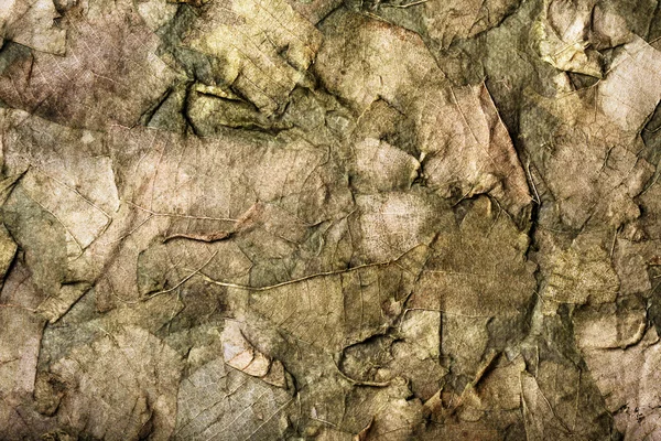 汚れた緑の色相に古い乾燥した葉の背景 — ストック写真