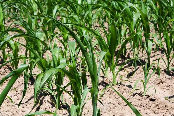 Кукурудза, що росте в полі, крупним планом — стокове фото