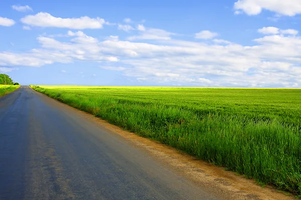 Asfalt yol boyunca buğday alanları bir yaz gününde — Stok fotoğraf