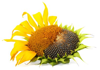 Ripe sunflower clipart