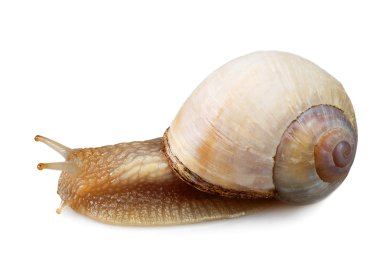 Garden Snail in front of white background clipart