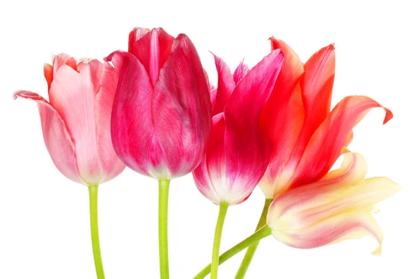 Tulipes multicolores — Photo