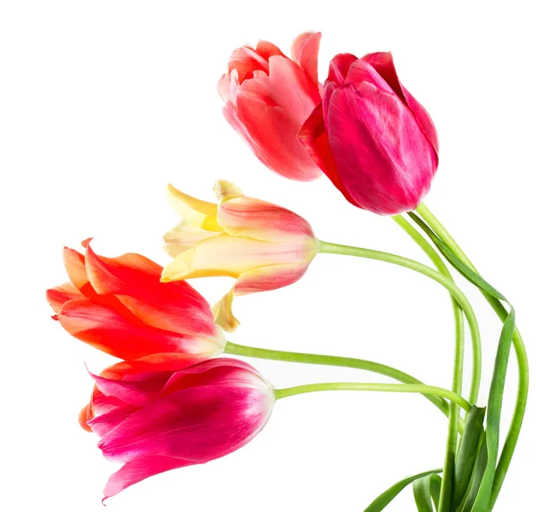 stock image Multicolored tulips