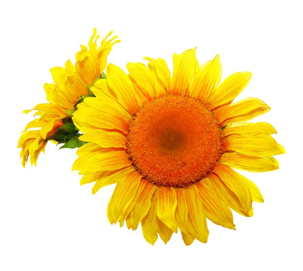 Květ slunečnice — Stock fotografie