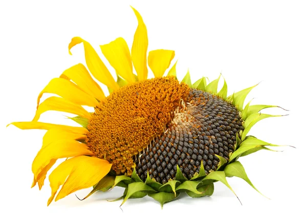 stock image Ripe sunflower