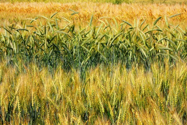 Cultivo de diferentes variedades de trigo, campo de trigo — Fotografia de Stock