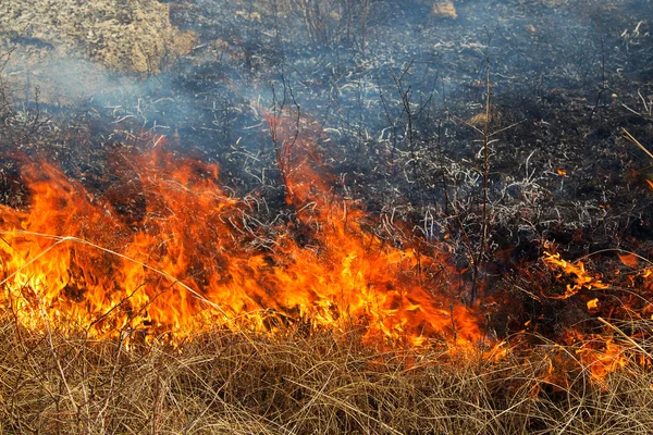 Trockenes Gras brennt im Wald, Frühlingstag, starker Wind — Stockfoto