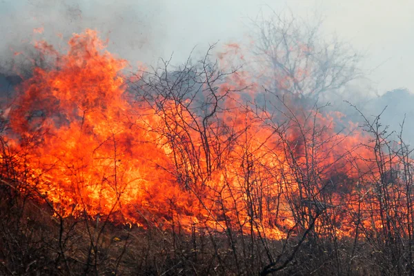Erba secca che brucia nella foresta, giorno di primavera, forte vento — Foto Stock