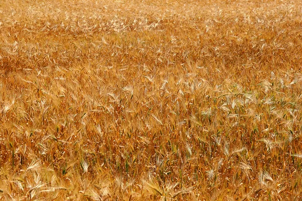 Espigas amarelas de trigo — Fotografia de Stock