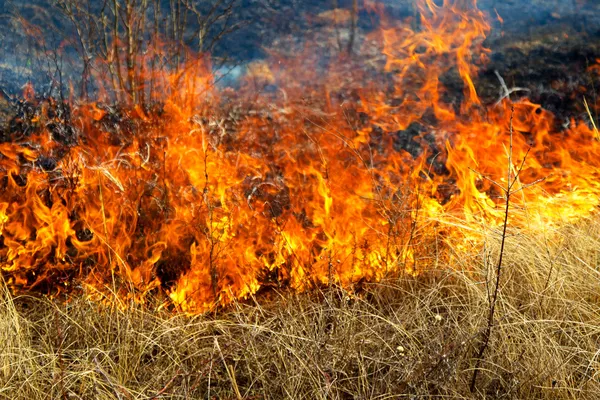 Hierba seca ardiendo en el bosque — Foto de Stock