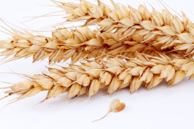 Ripe ears and Wheat grain on a white background clipart