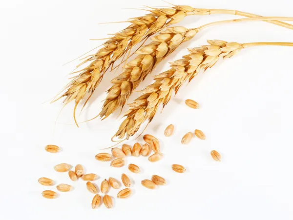 Spikelets and grains of wheat — Stock Photo, Image