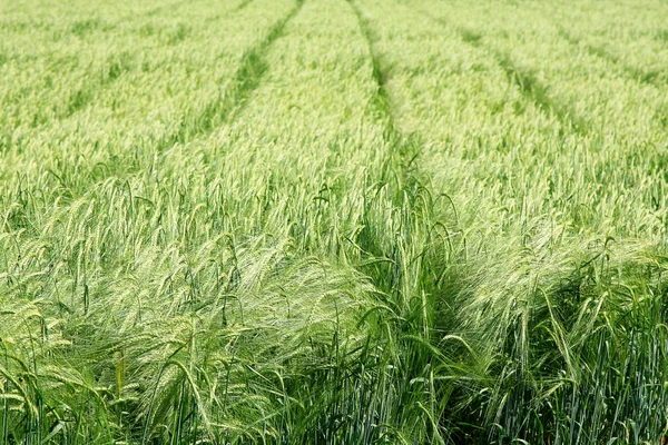 Зеленое пшеничное поле в летний день — стоковое фото