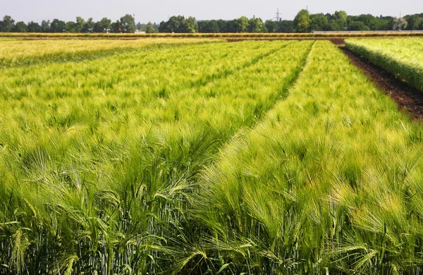 Campo de trigo verde en un día de verano —  Fotos de Stock