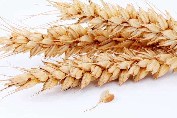 Reife Ähren und Weizenkorn auf weißem Hintergrund — Stockfoto