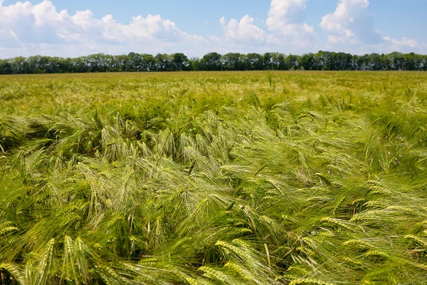 Green wheat field on a summer day — Stock Photo, Image