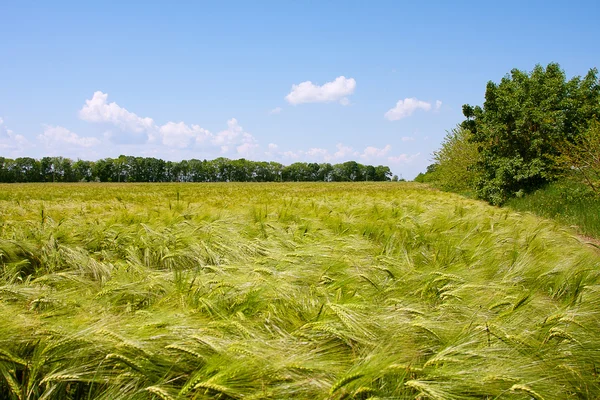 Paisagem rural. Campo de trigo verde e céu nublado — Fotografia de Stock