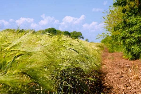 Grünes Weizenfeld und bewölkter Himmel — Stockfoto