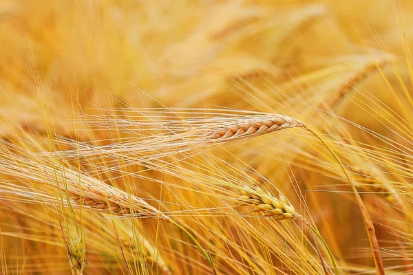 Primo piano delle cannucce di grano in una giornata estiva, uno sfondo diffuso — Foto Stock