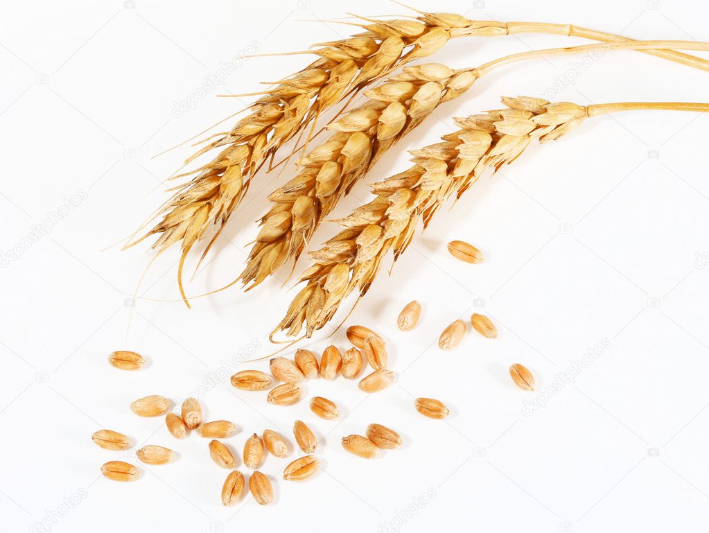 Spikelets and grains of wheat