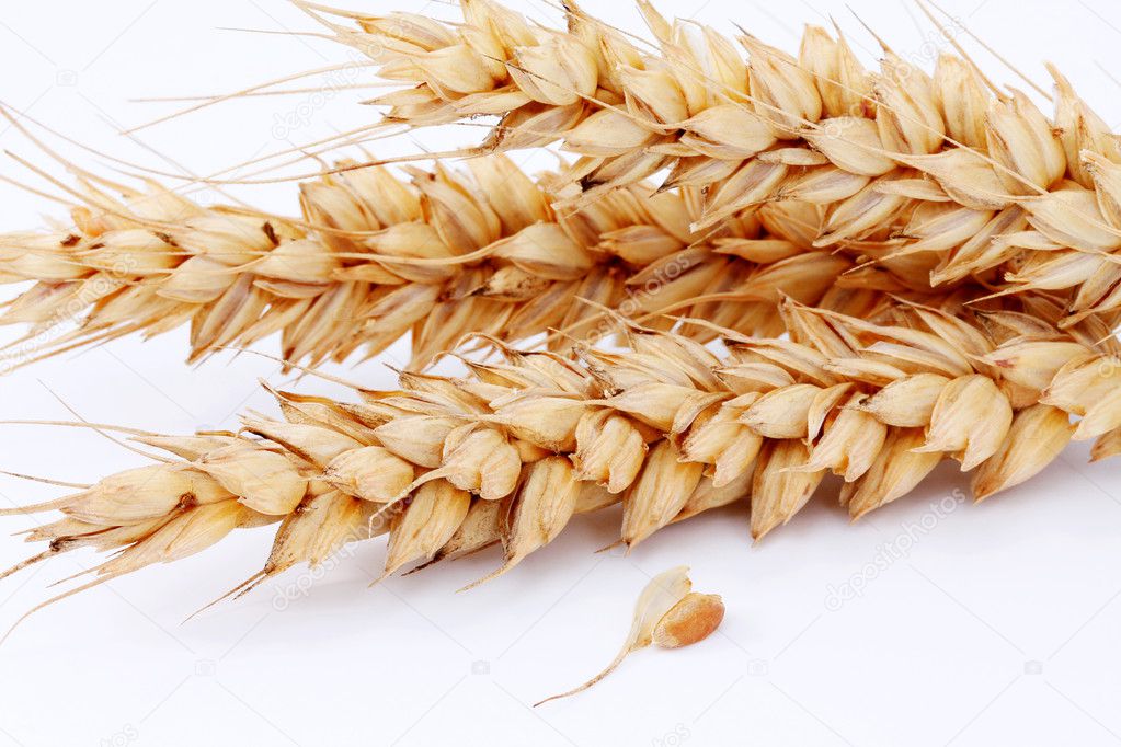 Ripe ears and Wheat grain on a white background