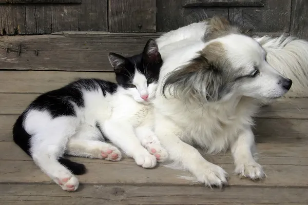 Kočka pes přátelství — Stock fotografie