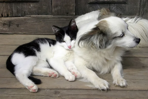 Кішки собаки дружби — стокове фото