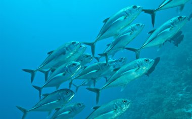 Kocagözlü trevally su altında balık