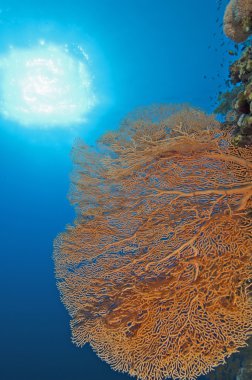 Gorgonian fan coral on a reef wall clipart