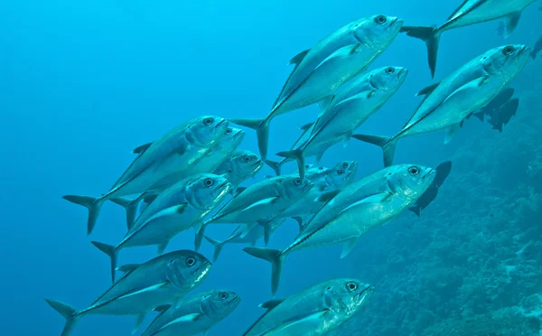 水中ギンガメアジの群れ — ストック写真