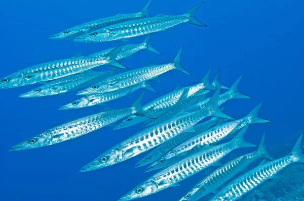 Shoal van barracuda onderwater — Stockfoto